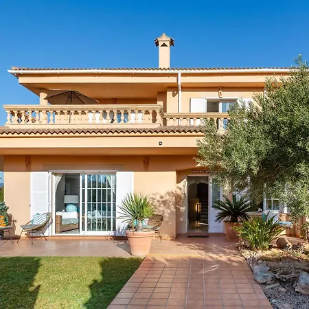 Palmera Palma de Mallorca